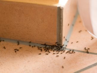 Ameisen in der Wohnung sind nicht immer ein Grund für die Mietminderung - manchmal aber eben doch