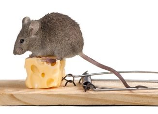 Mäuse in der Wohnung - ein Umstand, den man auf gar keinen Fall haben möchte. Doch selbst fangen dürfen Sie sie auch nicht